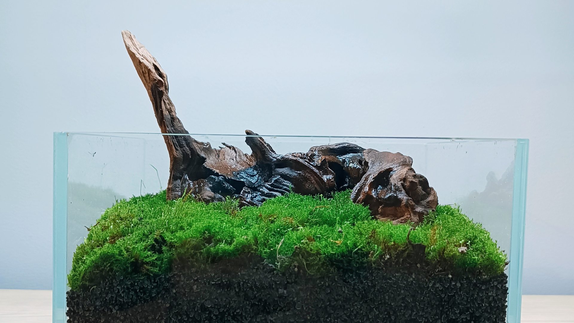 Terrarium z korzeniem