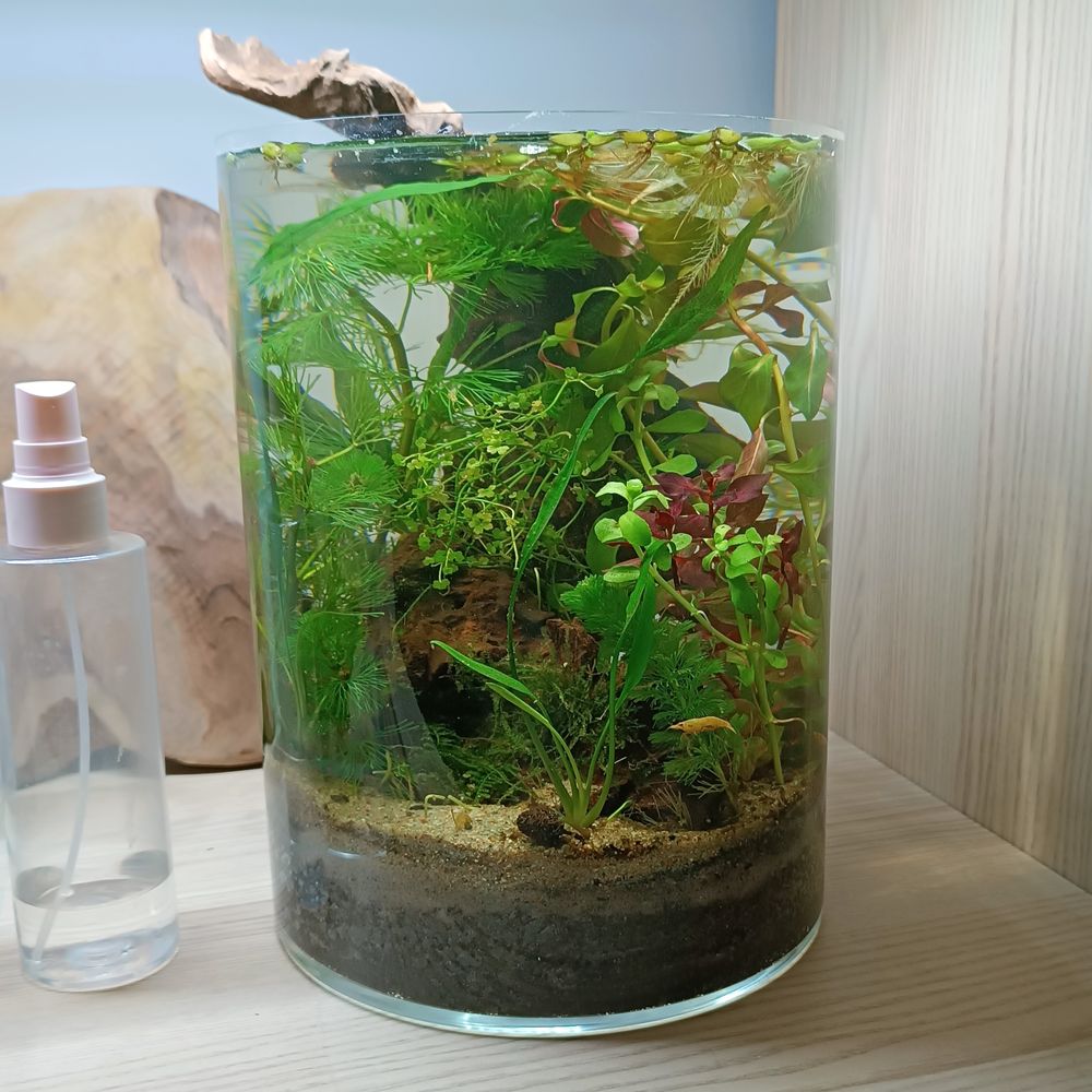 szklane terrarium walec
