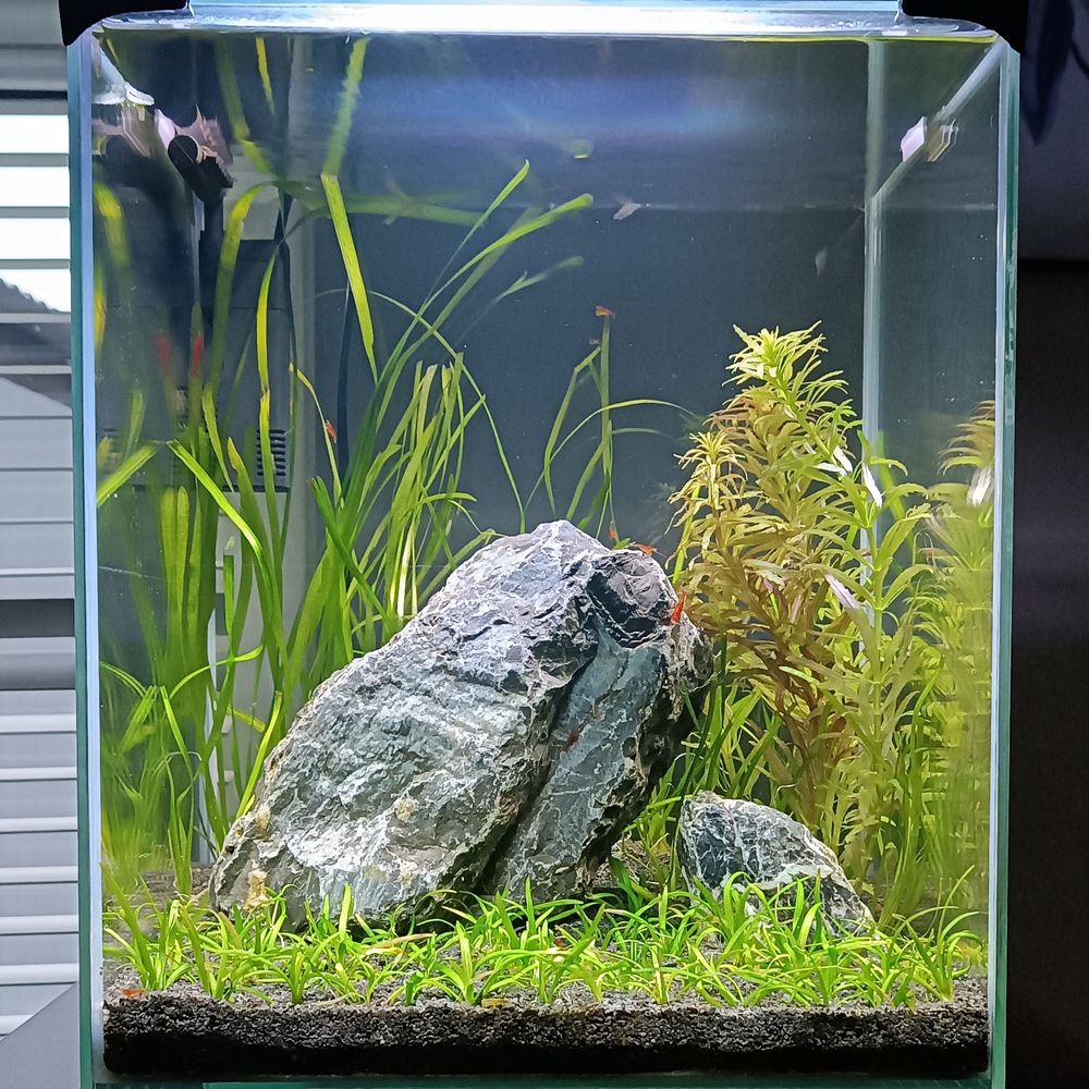 terrarium z kamieniem i roślinami
