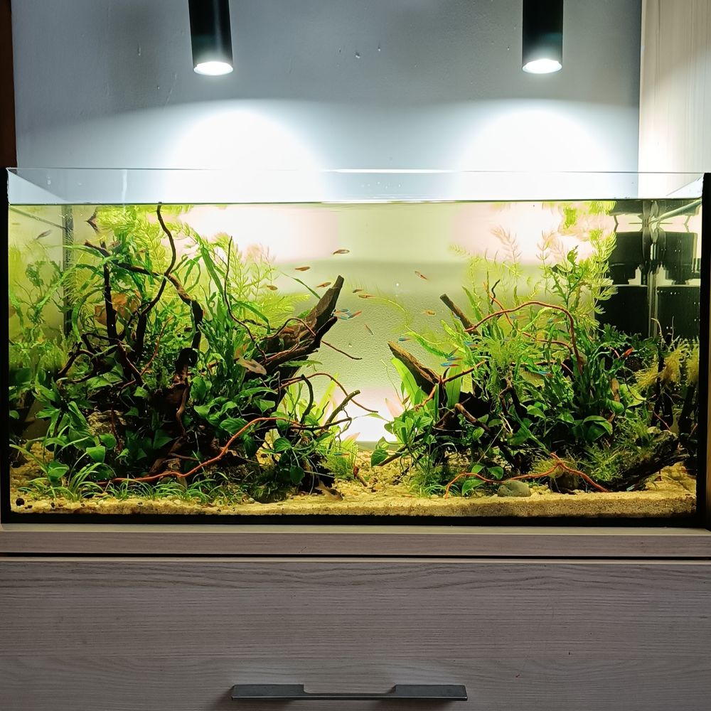 akwarium z roślinami wodnymi