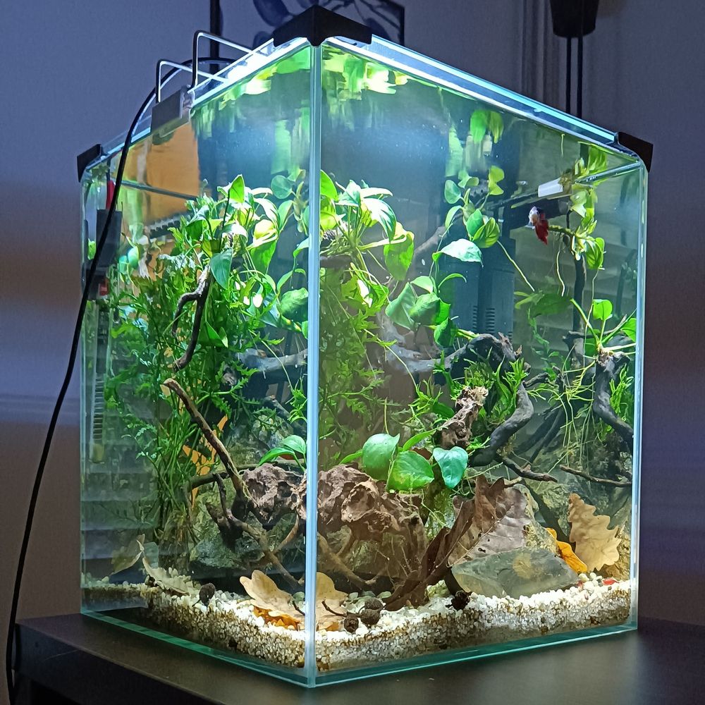 akwarium z roślinami